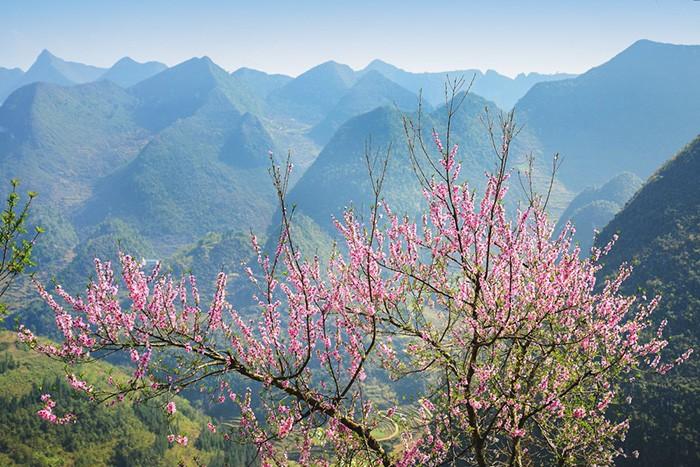 Hoa đào đá Hà Giang