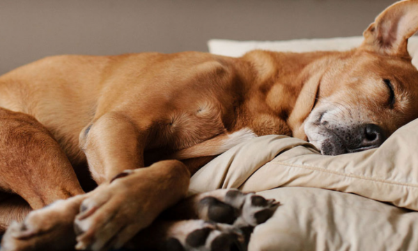 Tư thế ngủ của chó: Nhìn qua tư thế ngủ, bạn có thể hiểu tâm lý loài chó
