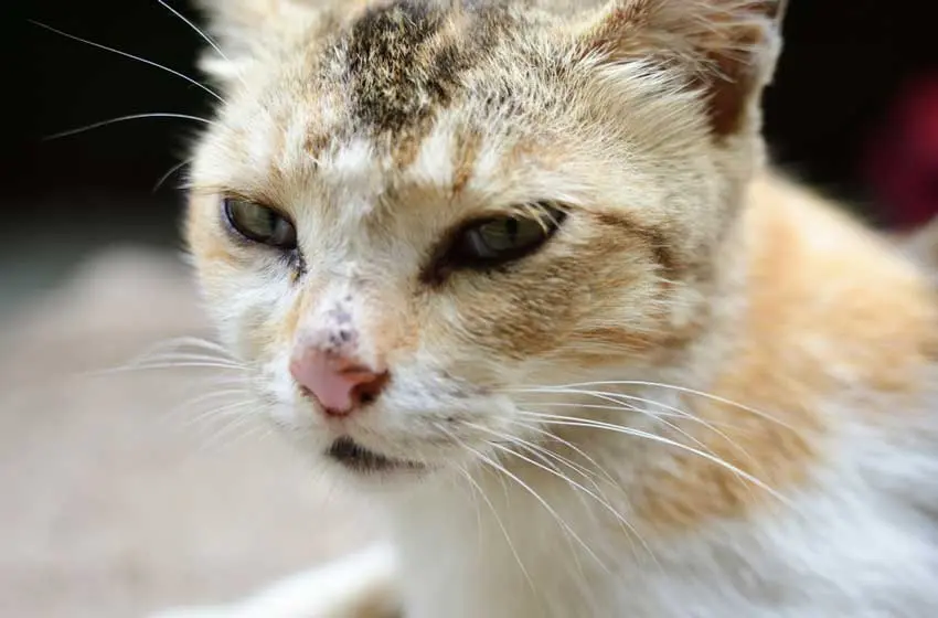 Giảm Bạch Cầu ở Mèo – Bệnh Nguy Hiểm và Cách Chữa Trị