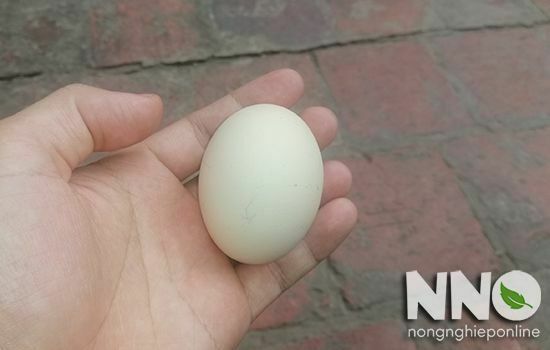 Cách nhận biết trứng gà có trống và cách soi trứng gà có trống