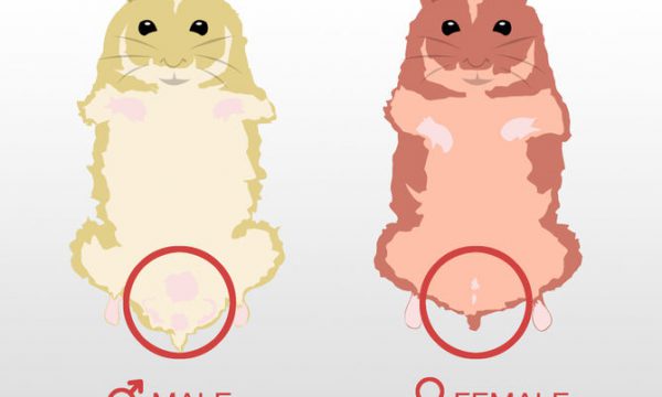 Hướng dẫn phân biệt Hamster đực cái và cách ghép đôi