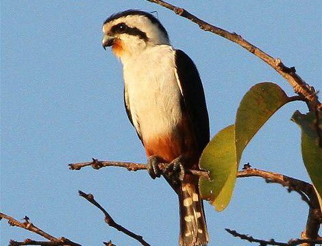 Chim cắt nhỏ bụng hung: Một loài chim săn mồi đặc biệt