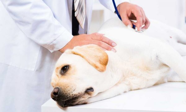 Chó bị nổi hạch ở cổ: Cách phát hiện, nguyên nhân, và điều trị