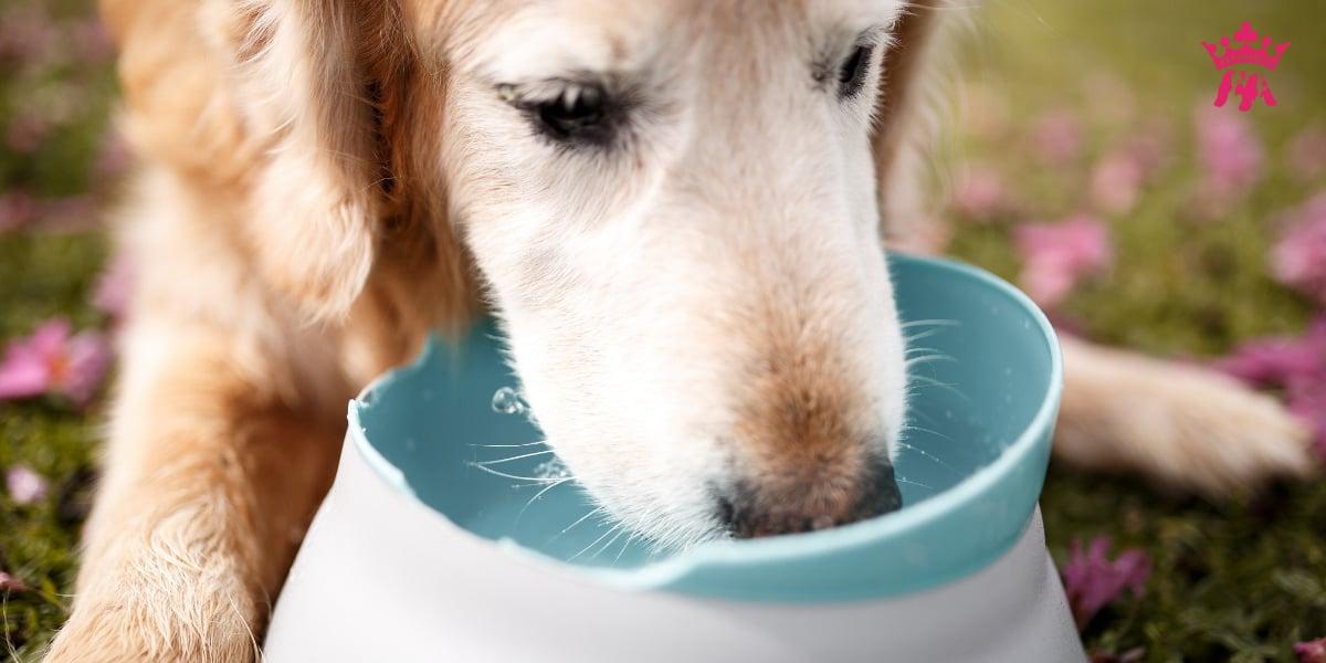 Đảm bảo chó uống đủ nước
