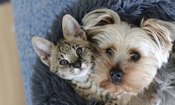 Có thể giao phối giữa mèo và chó không? Tìm hiểu và giải thích