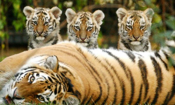 Hổ sinh sản: Bí ẩn về quá trình ra đời của loài vật đặc biệt