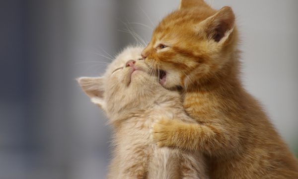 10 Điều Thú Vị Về Mèo Con Mới Sinh – Khám Phá Những Bí Mật Đáng Yêu
