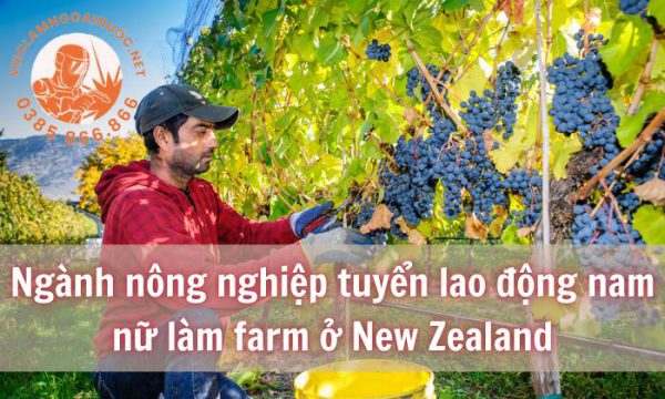 Ngành nông nghiệp tuyển lao động nam nữ làm farm ở New Zealand