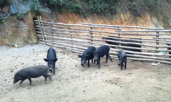 Lợn mán nguyên con sống - 180k/kg