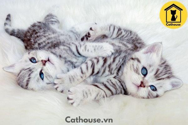 Mèo Silver - Thông Tin Của Mèo Silver Và Giá Bán