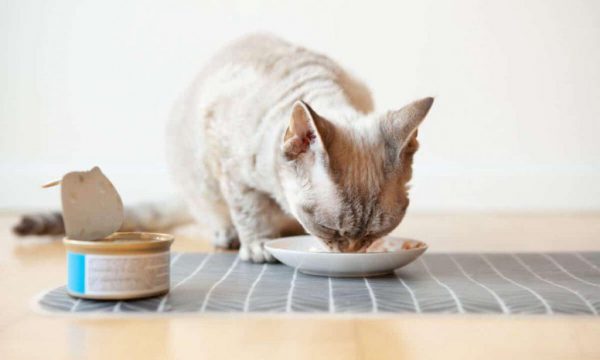 Mèo con bao lâu thì ăn được?