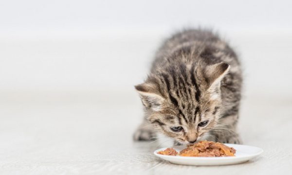 Chăm sóc thú cưng: Cách cho mèo con ăn sao cho đúng?