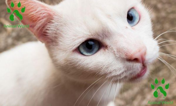 Mèo lông trắng mắt xanh: Vẻ đẹp ngọt ngào và đáng yêu