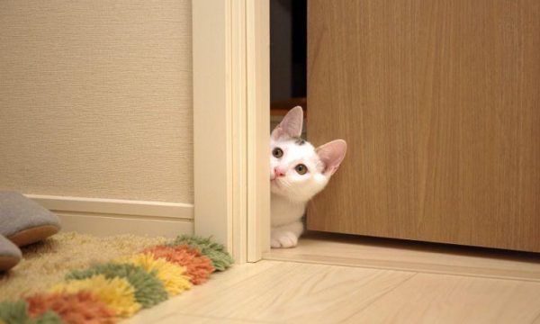 Mèo vào nhà – Điềm báo tốt hay xấu?