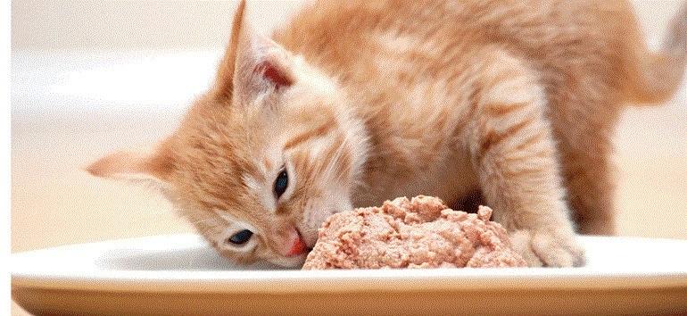 mèo con ăn gì