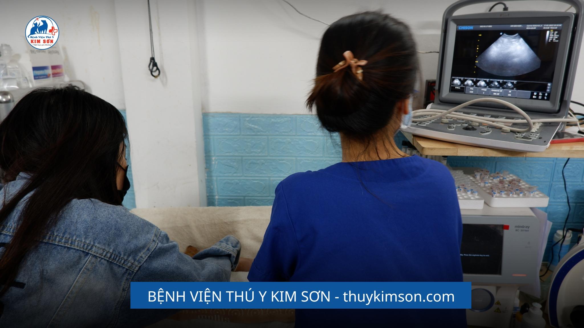 dịch vụ siêu âm chó mèo