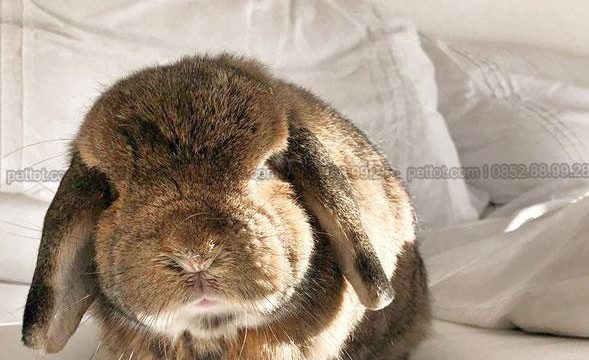 9 giống thỏ tai cụp đẹp đáng yêu nhất thế giới phù hợp làm thú cưng