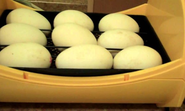 Trứng ngỗng ấp bao nhiêu ngày thì nở ? Cách ấp trứng ngỗng bằng máy