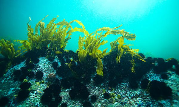 Tảo Spirulina Japan Algae: Tặng bạn sức khỏe từ thiên nhiên