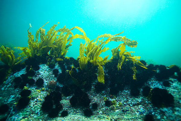 TPBVSK: Tảo Spirulina 2200 viên (kết hợp 5% tảo nước biển sâu)