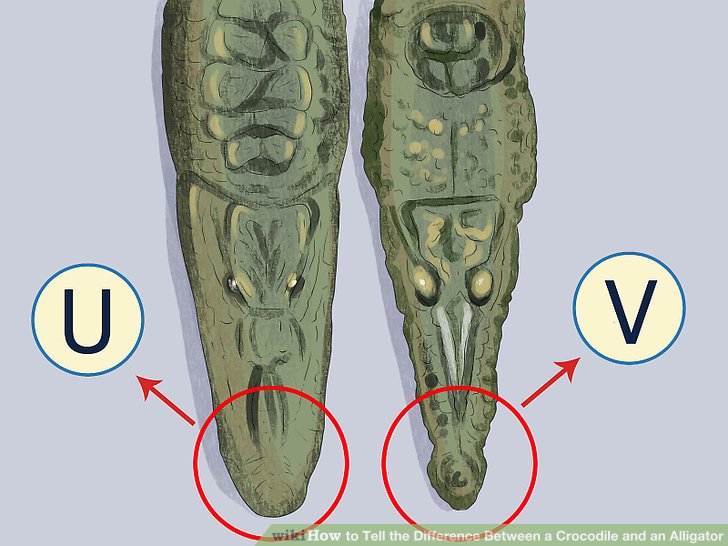 Crocodile snout