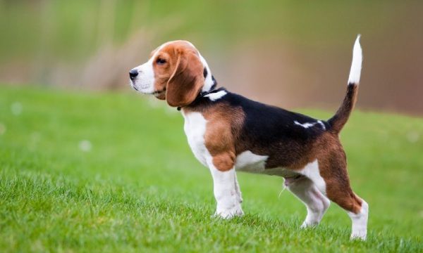 Giá chó Beagle thuần chủng. Mua bán chó Beagle ở Hà Nội và TPHCM