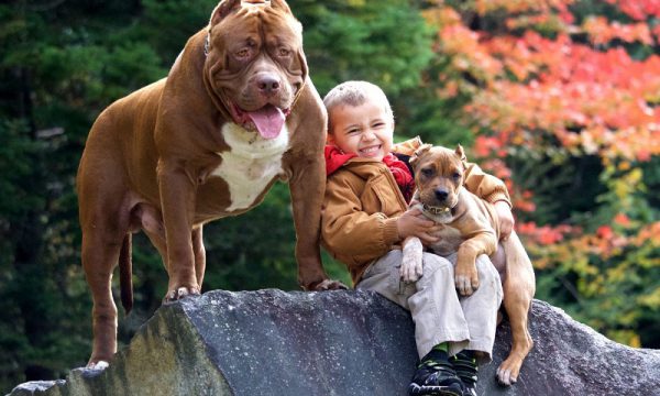 Chó Pitbull – Loài chó đầy mạnh mẽ và thông minh
