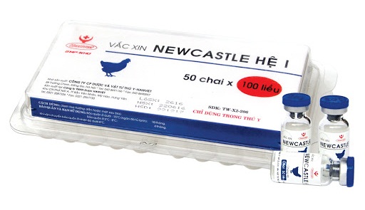 Bệnh Newcastle trên chim bồ câu: Cách phòng và trị bệnh