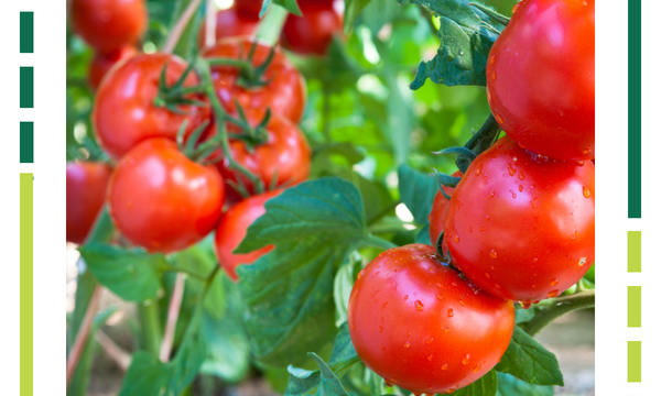 Cách chọn thời gian trồng cà chua để đạt năng suất tốt nhất
