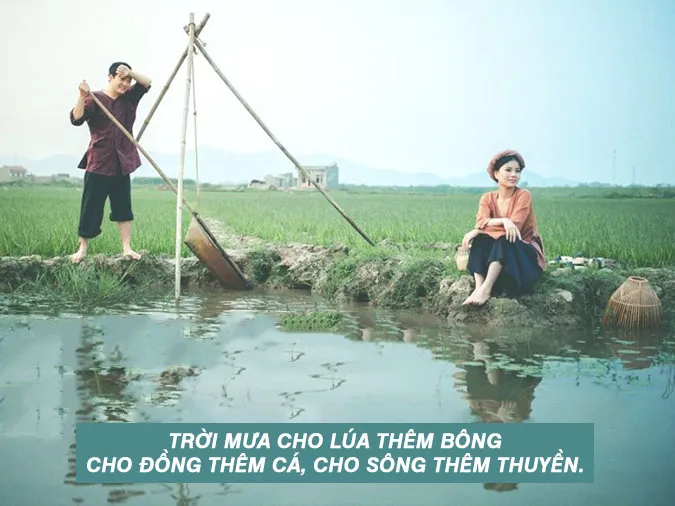 Câu ca dao tục ngữ về cây lúa, hạt gạo – Thấm nhuần tinh hoa văn hóa Việt