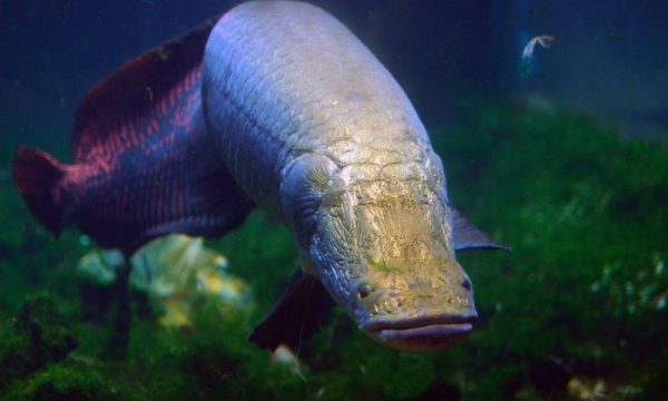 Cá Hải Tượng – Loài Cá Quý Hiếm Và Mức Giá Bán Trên Thị Trường
