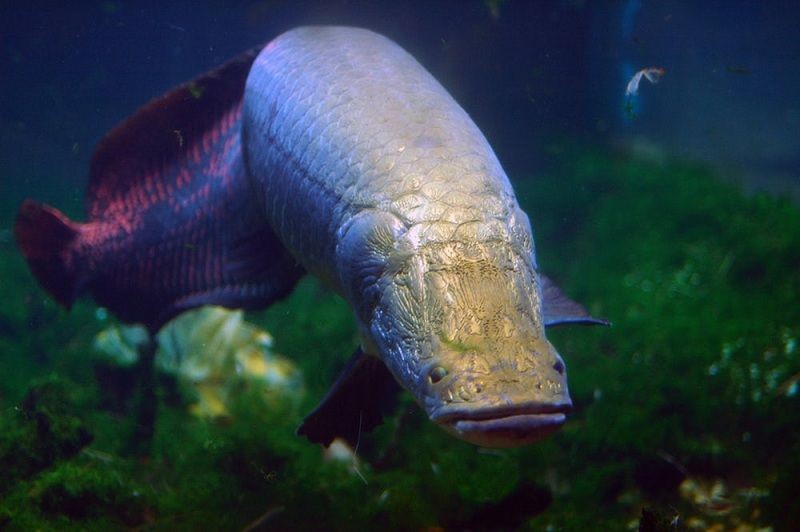 Cá hải tượng sống trên sông Amazon