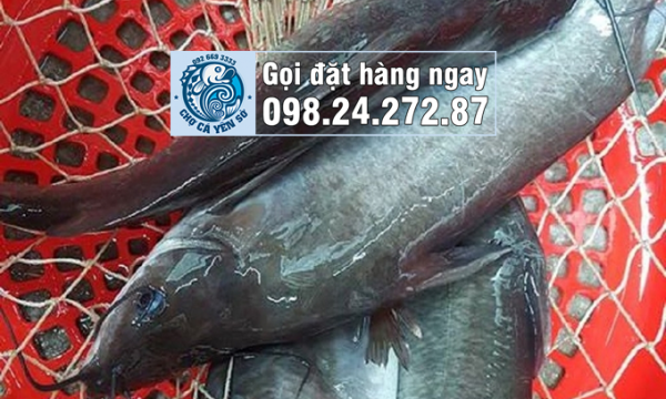 Giá cá ngạnh sông mới nhất 2023, cá tươi sống giá sỉ lẻ rẻ tại Hà Nội