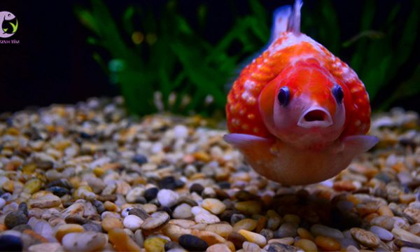 Cá PingPong – Dòng cá cảnh đáng yêu cho ngôi nhà của bạn