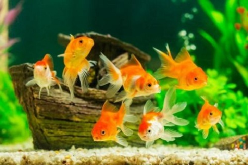 Cá vàng đẻ con hay đẻ trứng? Cách phân biệt cá vàng đực và cái