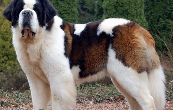 Những giống chó khổng lồ mạnh mẽ nhất thế giới