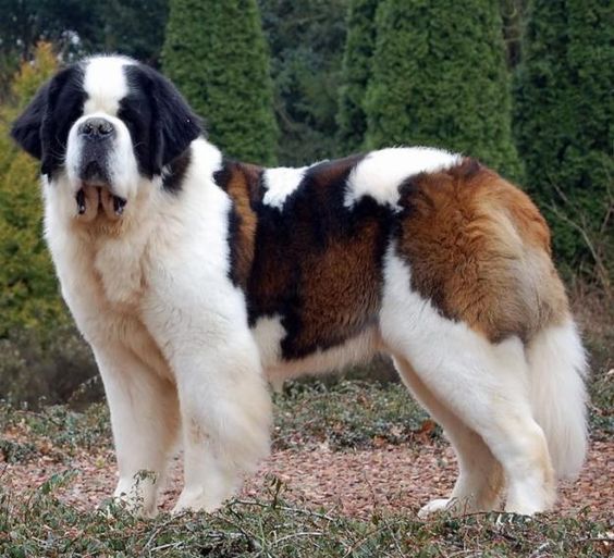 St. Bernard