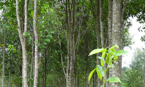 10+ Các loại cây lấy gỗ ở Việt Nam có giá trị kinh tế cao nhất