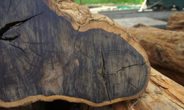 Top 10 loại gỗ đắt nhất việt nam và thế giới có tiền khó mua