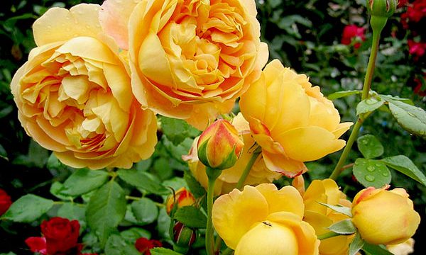 Hoa hồng màu vàng - TOP những giống hoa hồng vàng nổi tiếng nhất