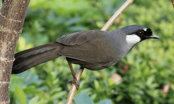 Bật mí “8 giống chim khướu” được tìm kiếm nhiều nhất