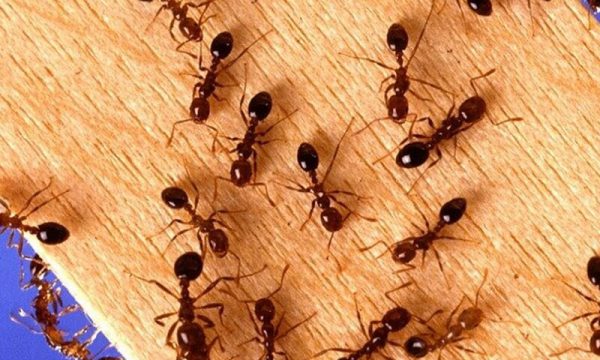 Các loài kiến ở Việt Nam thường gặp nhất – Nhận biết kiến độc và lành