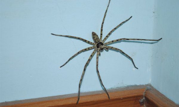 Cách diệt nhện nhà hiệu quả và an toàn