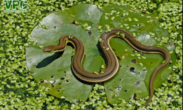 Các loài rắn không độc ở Việt Nam