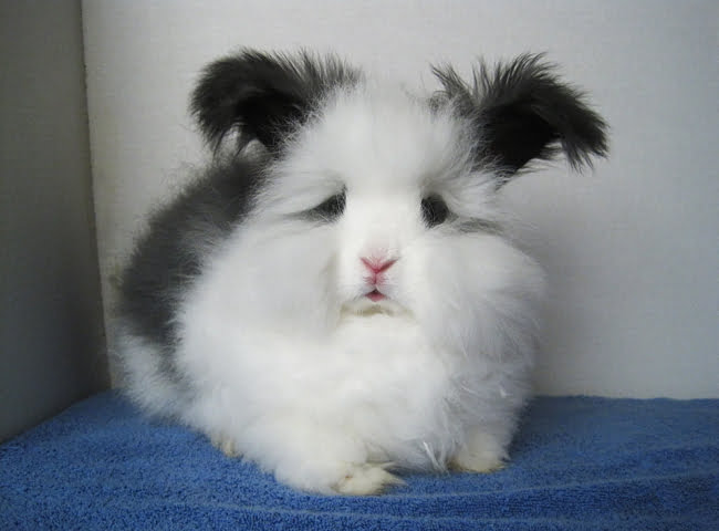 tho angora