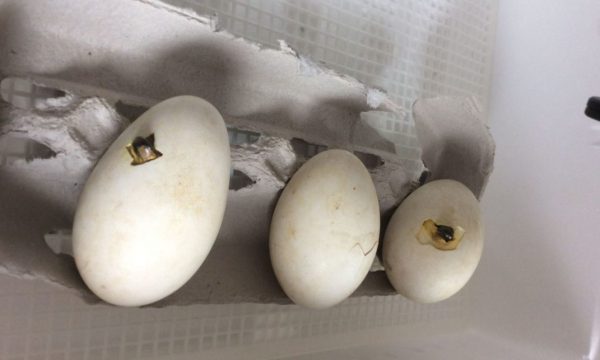 Cách nhận biết trứng gà sắp nở và trứng gà ấp bị hư