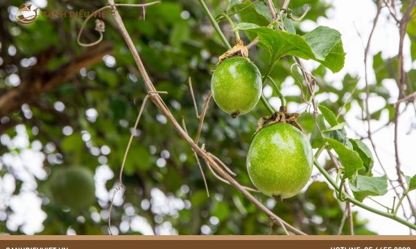 Các loại cây ăn quả á nhiệt đới – Giá trị kinh tế cao