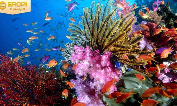 Vòng tay san hô đen - báu vật đến từ đáy đại dương