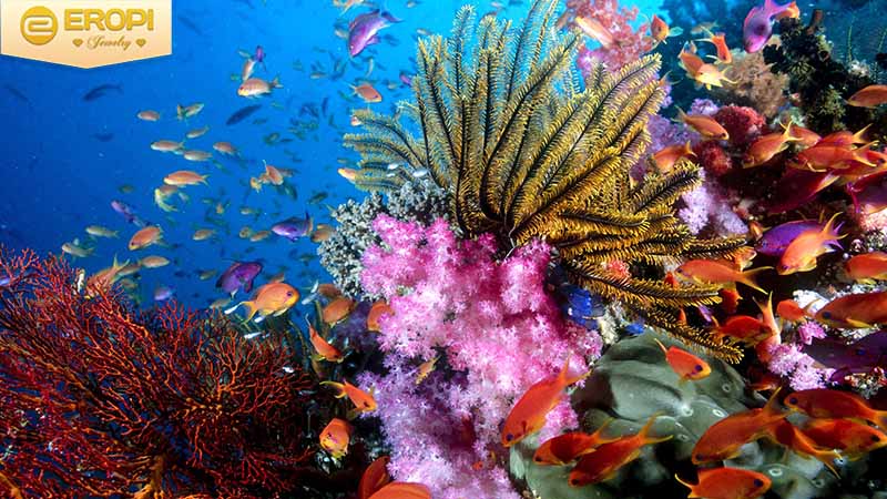 Một số loại san hô đầy màu sắc trái ngược với màu đen của cây dương biển.