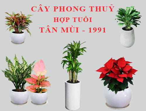 Cây phong thủy hợp tuổi mùi 1991 - 1